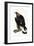 A Young Golden Eagle, 1841-Prideaux John Selby-Framed Giclee Print