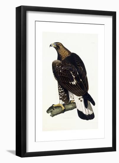 A Young Golden Eagle, 1841-Prideaux John Selby-Framed Giclee Print