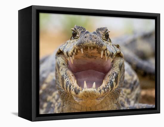 A young jacare caiman (Caiman yacare), on the river banks of the Rio Tres Irmao, Mato Grosso-Michael Nolan-Framed Premier Image Canvas