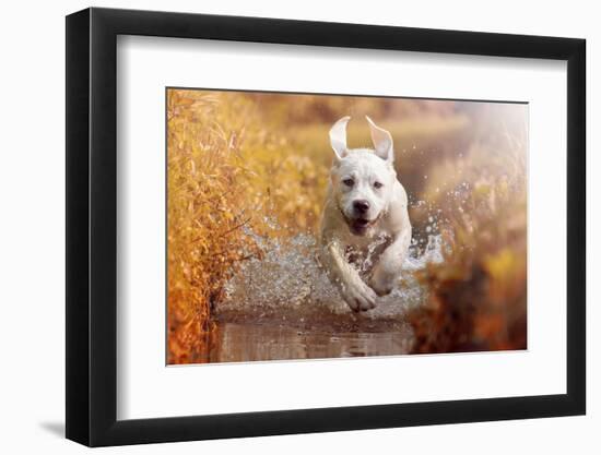 A Young Labrador Retriever Dog is Running through a River with a Pretty Face in Autumn-manushot-Framed Photographic Print