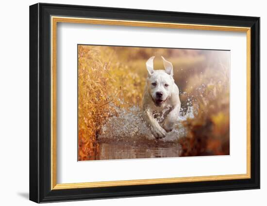 A Young Labrador Retriever Dog is Running through a River with a Pretty Face in Autumn-manushot-Framed Photographic Print