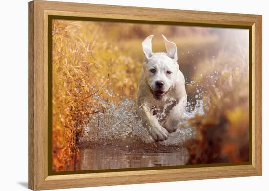 A Young Labrador Retriever Dog is Running through a River with a Pretty Face in Autumn-manushot-Framed Premier Image Canvas