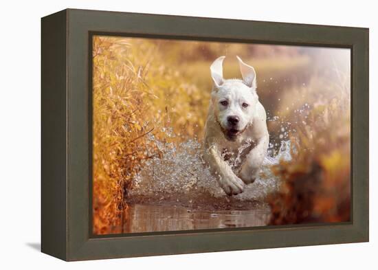 A Young Labrador Retriever Dog is Running through a River with a Pretty Face in Autumn-manushot-Framed Premier Image Canvas