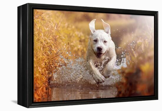 A Young Labrador Retriever Dog is Running through a River with a Pretty Face in Autumn-manushot-Framed Premier Image Canvas