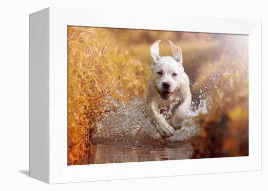 A Young Labrador Retriever Dog is Running through a River with a Pretty Face in Autumn-manushot-Framed Premier Image Canvas