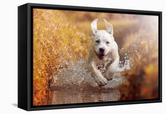 A Young Labrador Retriever Dog is Running through a River with a Pretty Face in Autumn-manushot-Framed Premier Image Canvas