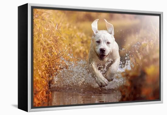 A Young Labrador Retriever Dog is Running through a River with a Pretty Face in Autumn-manushot-Framed Premier Image Canvas