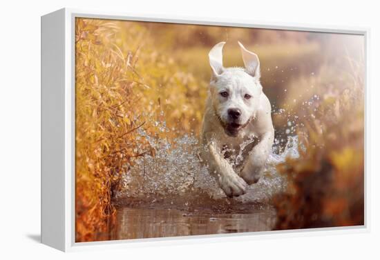 A Young Labrador Retriever Dog is Running through a River with a Pretty Face in Autumn-manushot-Framed Premier Image Canvas