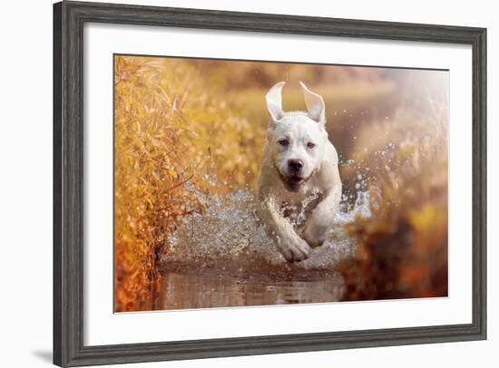 A Young Labrador Retriever Dog is Running through a River with a Pretty Face in Autumn-manushot-Framed Photographic Print