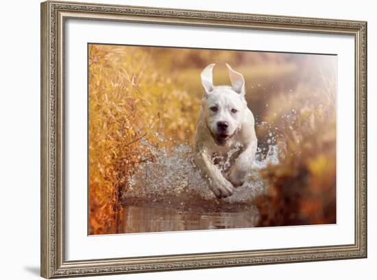 A Young Labrador Retriever Dog is Running through a River with a Pretty Face in Autumn-manushot-Framed Photographic Print