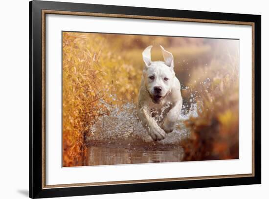 A Young Labrador Retriever Dog is Running through a River with a Pretty Face in Autumn-manushot-Framed Photographic Print