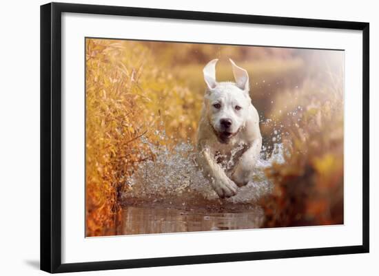A Young Labrador Retriever Dog is Running through a River with a Pretty Face in Autumn-manushot-Framed Photographic Print