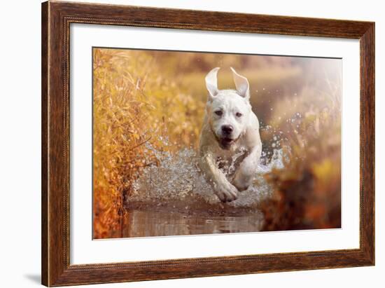 A Young Labrador Retriever Dog is Running through a River with a Pretty Face in Autumn-manushot-Framed Photographic Print