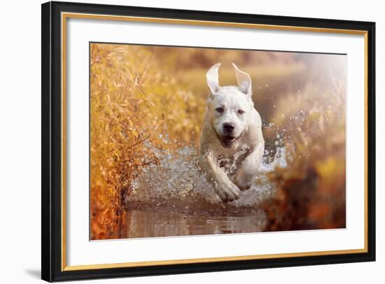 A Young Labrador Retriever Dog is Running through a River with a Pretty Face in Autumn-manushot-Framed Photographic Print