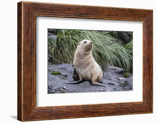 A Young Leucistic Antarctic Fur Seal (Arctocephalus Gazella), Polar Regions-Michael Nolan-Framed Photographic Print