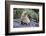 A Young Leucistic Antarctic Fur Seal (Arctocephalus Gazella), Polar Regions-Michael Nolan-Framed Photographic Print