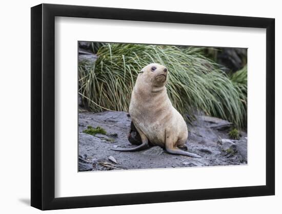 A Young Leucistic Antarctic Fur Seal (Arctocephalus Gazella), Polar Regions-Michael Nolan-Framed Photographic Print