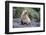 A Young Leucistic Antarctic Fur Seal (Arctocephalus Gazella), Polar Regions-Michael Nolan-Framed Photographic Print