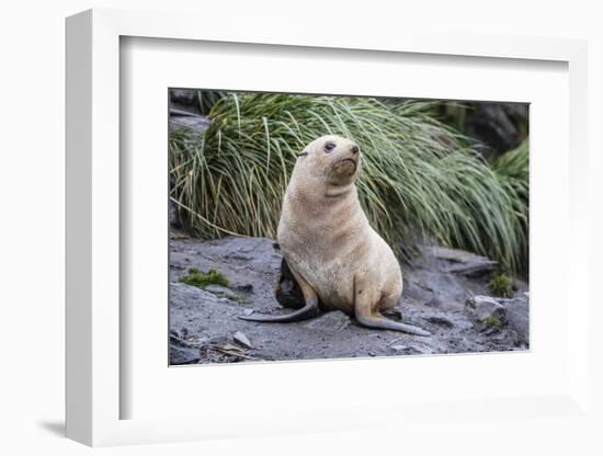 A Young Leucistic Antarctic Fur Seal (Arctocephalus Gazella), Polar Regions-Michael Nolan-Framed Photographic Print