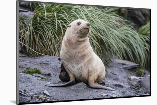 A Young Leucistic Antarctic Fur Seal (Arctocephalus Gazella), Polar Regions-Michael Nolan-Mounted Photographic Print