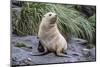 A Young Leucistic Antarctic Fur Seal (Arctocephalus Gazella), Polar Regions-Michael Nolan-Mounted Photographic Print