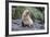 A Young Leucistic Antarctic Fur Seal (Arctocephalus Gazella), Polar Regions-Michael Nolan-Framed Photographic Print