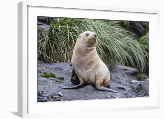 A Young Leucistic Antarctic Fur Seal (Arctocephalus Gazella), Polar Regions-Michael Nolan-Framed Photographic Print