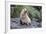 A Young Leucistic Antarctic Fur Seal (Arctocephalus Gazella), Polar Regions-Michael Nolan-Framed Photographic Print