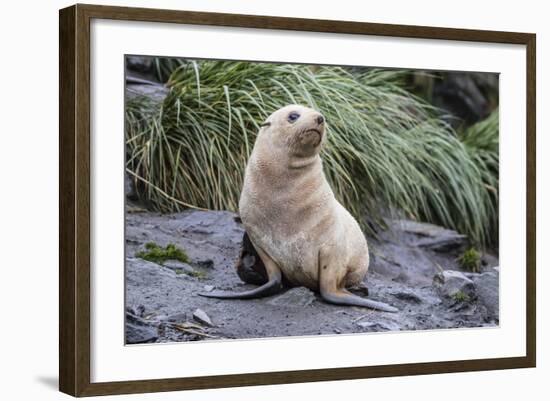 A Young Leucistic Antarctic Fur Seal (Arctocephalus Gazella), Polar Regions-Michael Nolan-Framed Photographic Print