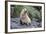 A Young Leucistic Antarctic Fur Seal (Arctocephalus Gazella), Polar Regions-Michael Nolan-Framed Photographic Print