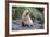 A Young Leucistic Antarctic Fur Seal (Arctocephalus Gazella), Polar Regions-Michael Nolan-Framed Photographic Print