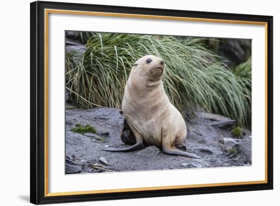 A Young Leucistic Antarctic Fur Seal (Arctocephalus Gazella), Polar Regions-Michael Nolan-Framed Photographic Print