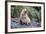 A Young Leucistic Antarctic Fur Seal (Arctocephalus Gazella), Polar Regions-Michael Nolan-Framed Photographic Print