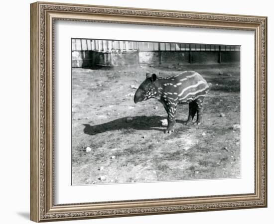 A Young Malayan Tapir at London Zoo, 5th October 1921-Frederick William Bond-Framed Photographic Print