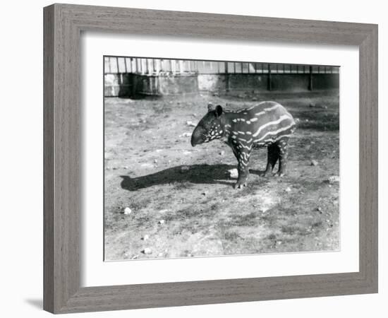 A Young Malayan Tapir at London Zoo, 5th October 1921-Frederick William Bond-Framed Photographic Print