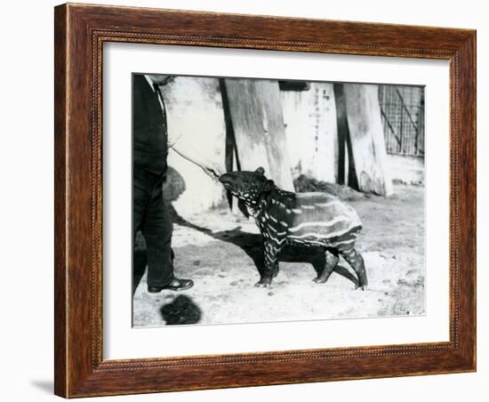 A Young Malayan Tapir with Keeper at London Zoo, 18th October 1921-Frederick William Bond-Framed Photographic Print