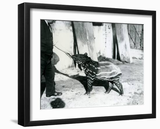A Young Malayan Tapir with Keeper at London Zoo, 18th October 1921-Frederick William Bond-Framed Photographic Print