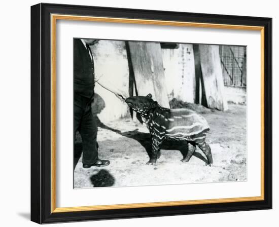 A Young Malayan Tapir with Keeper at London Zoo, 18th October 1921-Frederick William Bond-Framed Photographic Print