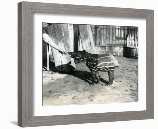 A Young Malayan Tapir with Keeper at London Zoo, 18th October 1921-Frederick William Bond-Framed Photographic Print