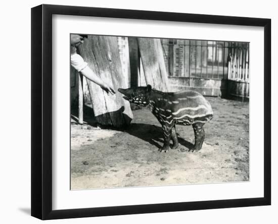 A Young Malayan Tapir with Keeper at London Zoo, 18th October 1921-Frederick William Bond-Framed Photographic Print