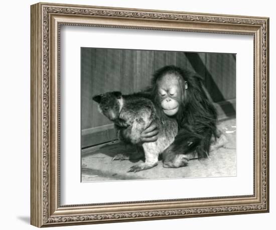 A Young Orangutan Hugs a Tree Kangaroo at London Zoo in 1927 (B/W Photo)-Frederick William Bond-Framed Giclee Print