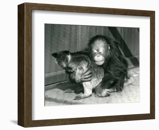 A Young Orangutan Hugs a Tree Kangaroo at London Zoo in 1927 (B/W Photo)-Frederick William Bond-Framed Giclee Print