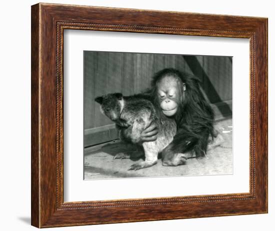 A Young Orangutan Hugs a Tree Kangaroo at London Zoo in 1927 (B/W Photo)-Frederick William Bond-Framed Giclee Print