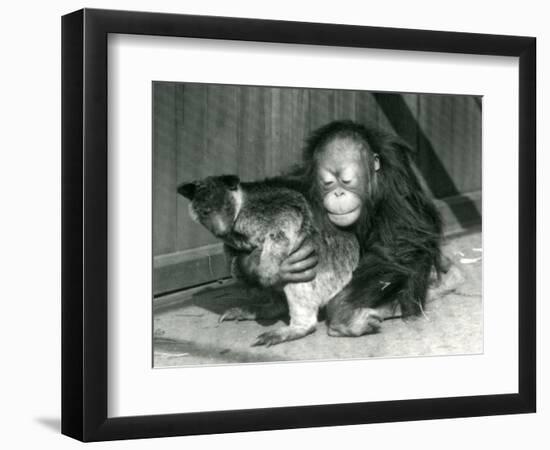 A Young Orangutan Hugs a Tree Kangaroo at London Zoo in 1927 (B/W Photo)-Frederick William Bond-Framed Giclee Print