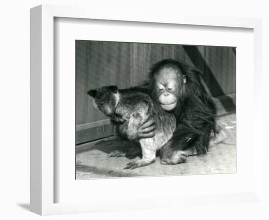 A Young Orangutan Hugs a Tree Kangaroo at London Zoo in 1927 (B/W Photo)-Frederick William Bond-Framed Giclee Print