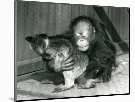 A Young Orangutan Hugs a Tree Kangaroo at London Zoo in 1927 (B/W Photo)-Frederick William Bond-Mounted Giclee Print