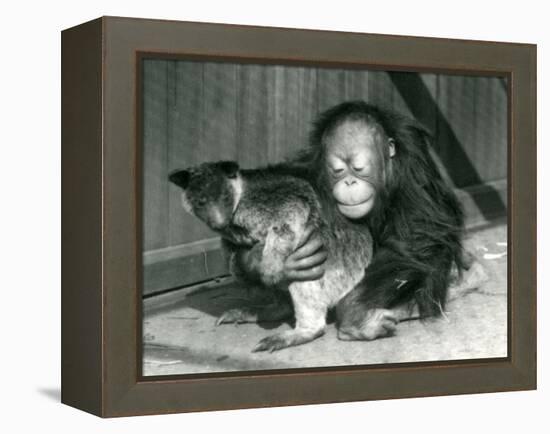 A Young Orangutan Hugs a Tree Kangaroo at London Zoo in 1927 (B/W Photo)-Frederick William Bond-Framed Premier Image Canvas