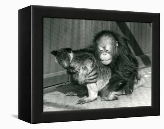 A Young Orangutan Hugs a Tree Kangaroo at London Zoo in 1927 (B/W Photo)-Frederick William Bond-Framed Premier Image Canvas