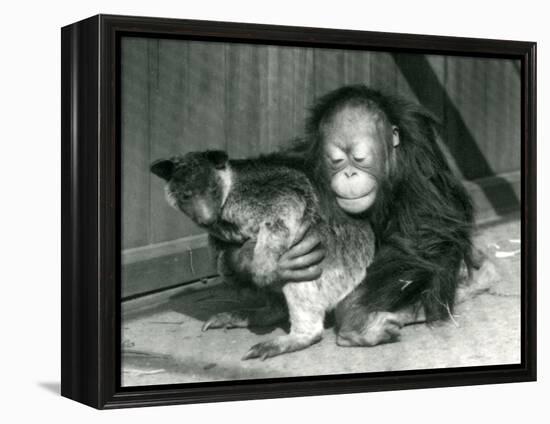 A Young Orangutan Hugs a Tree Kangaroo at London Zoo in 1927 (B/W Photo)-Frederick William Bond-Framed Premier Image Canvas