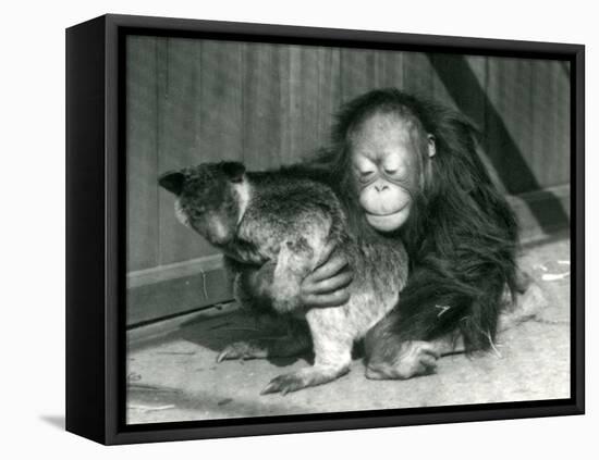 A Young Orangutan Hugs a Tree Kangaroo at London Zoo in 1927 (B/W Photo)-Frederick William Bond-Framed Premier Image Canvas